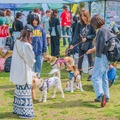 たくさんの保護犬と出会えるイベント「ワンボナ2025」が8日に臨港パークにて開催！ 画像