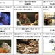 NTTぷらら、国際短編映画祭の出品作を「ひかりTV」で無料提供 画像