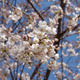 【桜レポート】上野公園、横浜元町公園など……各所で見ごろ迎える 画像