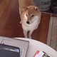 【動画】柴犬が釘付けになったパソコンの動画とは？ 画像