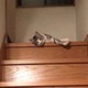 【動画】ぐにゃぐにゃ階段を降りる猫さん 画像