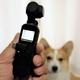 【ワンコとお出かけ　Vol.31】スタビライザー付き小型カメラ「DJI Osmo Pocket」はワンコ撮影に向いている？ 画像