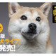 雑誌版『柴犬ライフ』が季刊誌に！冬号表紙はインスタフォロワー28万人“もぐちゃん” 画像