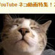 猫好き注目！YouTubeが猫動画特集！ 画像