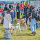 たくさんの保護犬と出会えるイベント「ワンボナ2025」が8日に臨港パークにて開催！ 画像