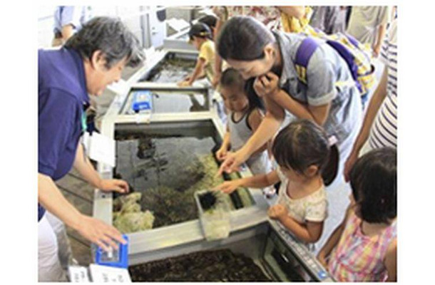 葛西臨海水族園「しおだまり水槽でウニにタッチ」