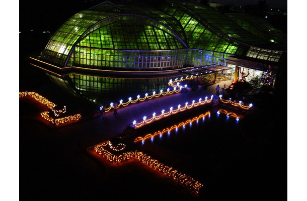 京都府立植物園、夜間開室とイルミネーション開催