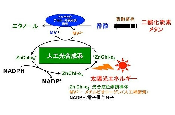 二酸化炭素を出発物質としたエタノール生産のための人工光合成技術