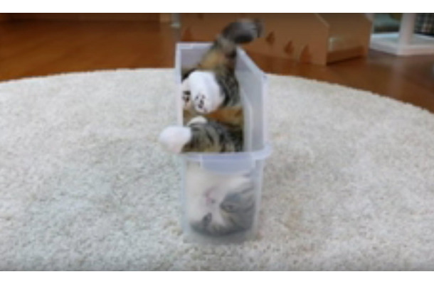 動画 どうしても入りたい ちょいデブ猫がスリムなケースに入るために試行錯誤 Rbb Today