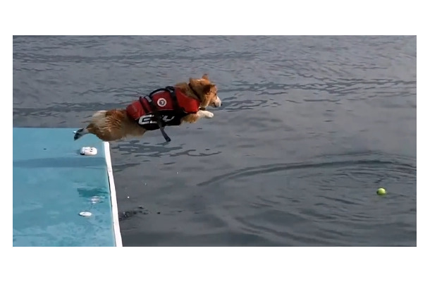動画 コーギーが海に必死のジャンプ 飛び込む姿が健気でカワイイと話題 Rbb Today