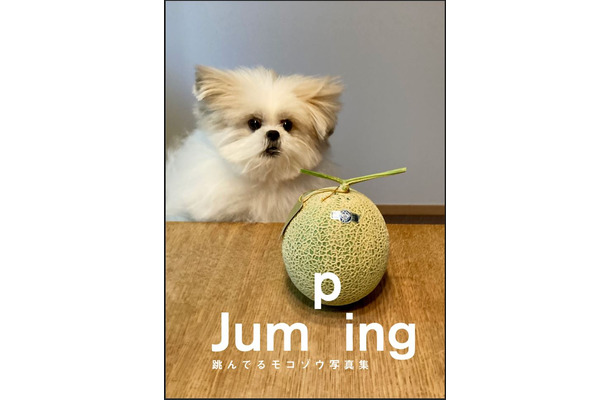 Jumping　跳んでるモコゾウ写真集