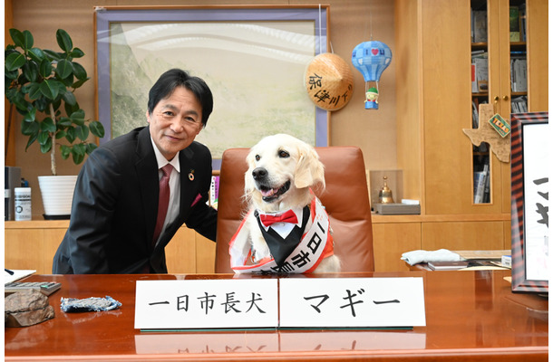 市長の椅子の座り心地を確かめるマギーちゃん（写真は亀岡市役所の公式Facebookから）※亀岡市役所に掲載許諾をもらってます