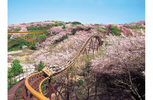 史上最速のお花見バンデット