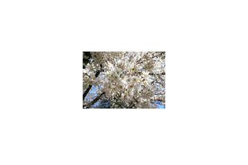 桜はまだかいな!?　日本気象協会が2007年開花予想と花見情報を発信 画像