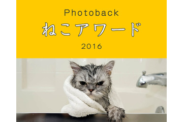 「うちの子が一番かわいい！」表参道で”ねこバカ”のためのフォトコンテスト 画像