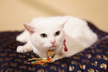 悶絶必至！ 「猫侍」あなごの秘蔵写真、一挙公開 画像