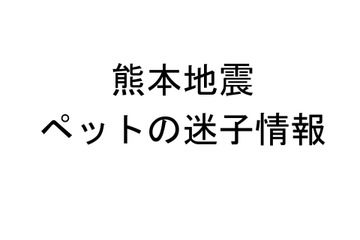 「見つけたら連絡お願い！」熊本地震で迷子のペット多数 画像