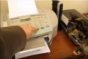 【動画】にゃんだ？FAX　VS　猫 画像