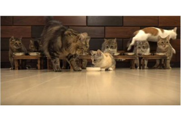 【動画】子猫と猫10匹、総勢11匹！の食事風景 画像