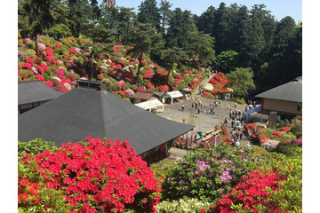 約2万本のつづじが斜面に！火渡り荒行も 画像