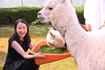 もしも広瀬すずがアルパカを飼ったら！初めての餌やりに大興奮「目がめちゃくちゃ可愛い！」 画像