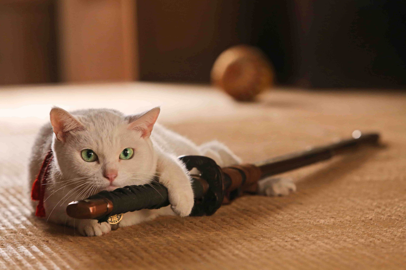 激萌え白猫にメロメロ 映画版 猫侍 が来年3月公開 Rbb Today