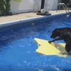 【動画】プールでサーフボードに乗る犬！最後には…… 画像