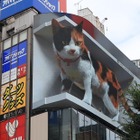 新宿駅前の巨大3D三毛猫に注目集まる！今後期待される新しい広告ビジョン 画像