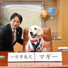 盲導犬マギーちゃん、京都・亀岡市の一日市長犬に就任！ 任命式では市長の椅子の座り心地を確認 画像