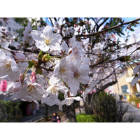 東京の桜、本日「満開」に……気象庁が発表、平年より3日遅れ 画像