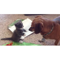 【動画】マンチカンの子ネコとダックスフンドの可愛すぎる「はじめまして」 画像