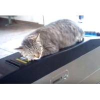 【動画】日常の風景になってる、改札機の上で寝る猫 画像