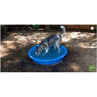 【動画】プールで大はしゃぎのハスキー犬 画像