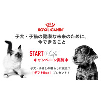 ロイヤルカナン、子犬・子猫のためのギフトBoxを1万名に進呈するキャンペーン 画像