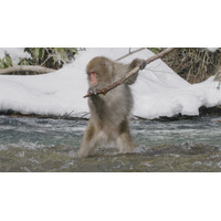 世界的に注目集めたニホンザルの“魚狩り”　NHK『ダーウィンが来た！』の追加調査で新事実続々 画像
