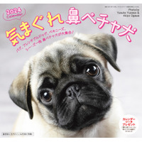 鼻ペチャ犬好き注目！「気まぐれ鼻ペチャ犬カレンダー」が新発売 画像