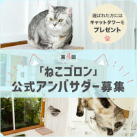 窓枠につけるキャットタワー「ねこゴロン」が公式アンバサダーを募集中 画像