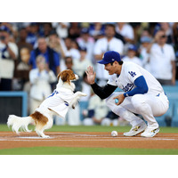 大谷翔平の愛犬・デコピンが始球式に！ 最後はキュートなハイタッチ 画像