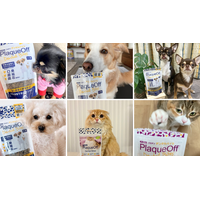 犬猫の“口の悩み”をサポートするデンタルケアおやつに新フレーバー登場！ おいしさがパワーアップしたサーモン味 画像