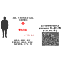 Lactiplantibacillus plantarum OLL2712株を配合した ヨーグルトの開発経緯を農林水産省関連誌に発表